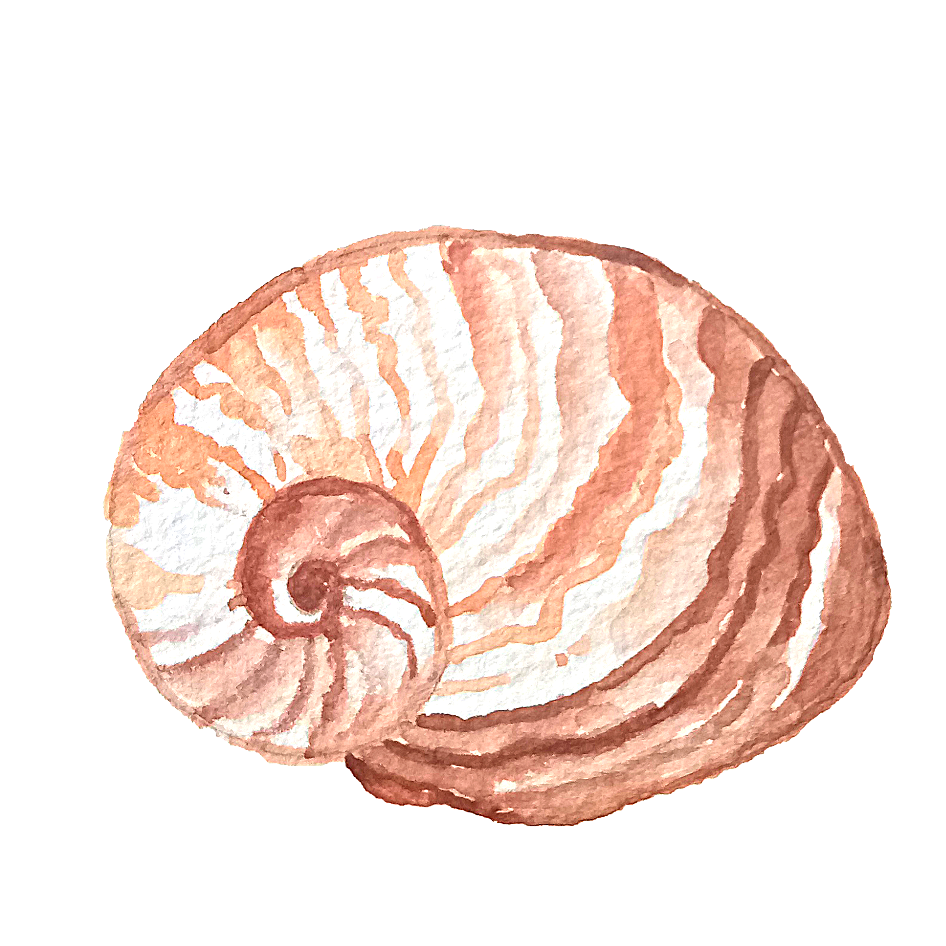 Watercolor Seashell