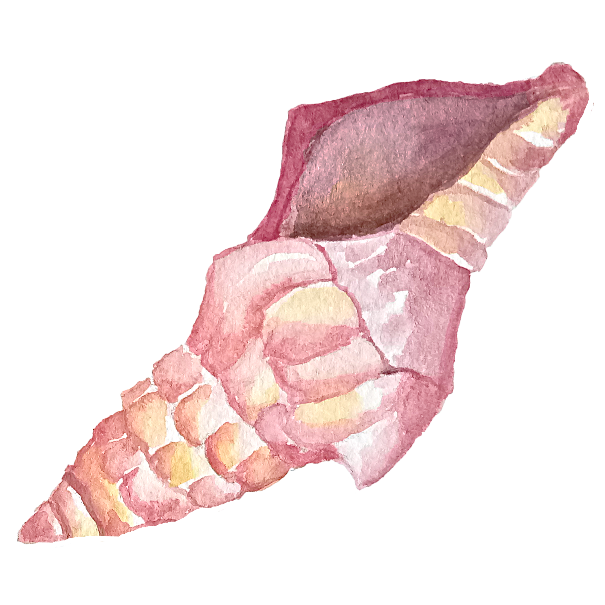 Watercolor Seashell