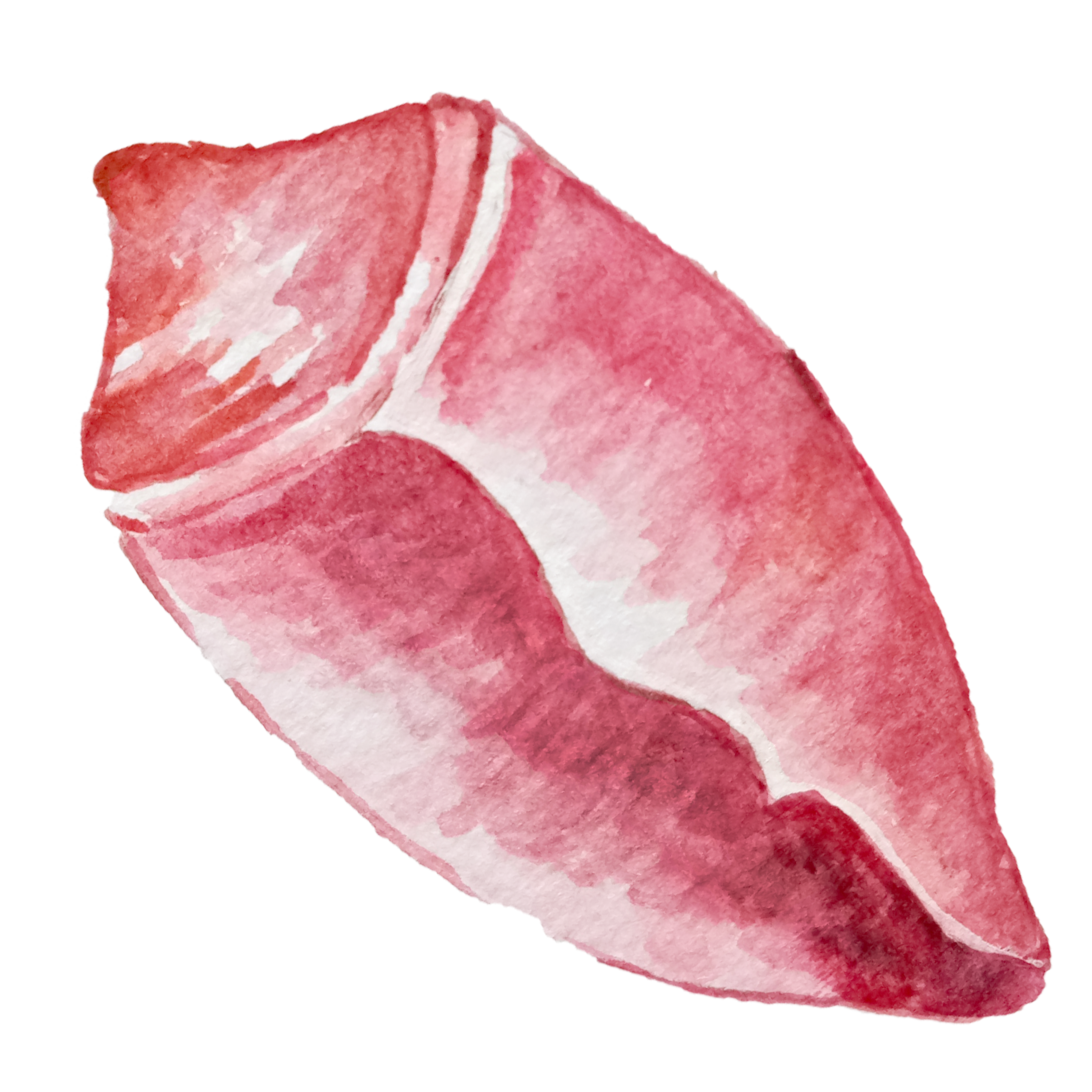 Watercolor Seashell