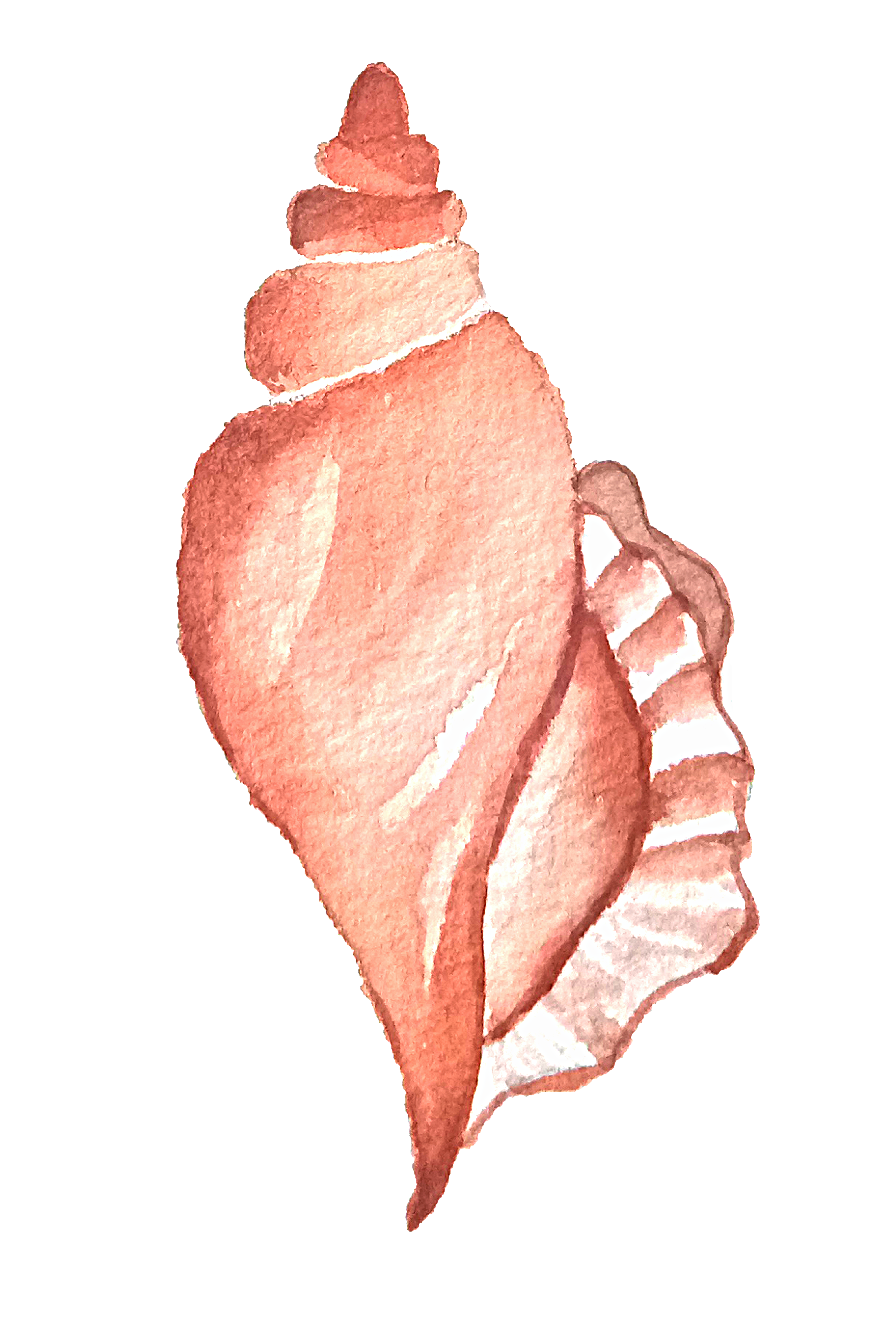 Watercolor Seashell