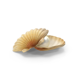 Classic pearls in shell