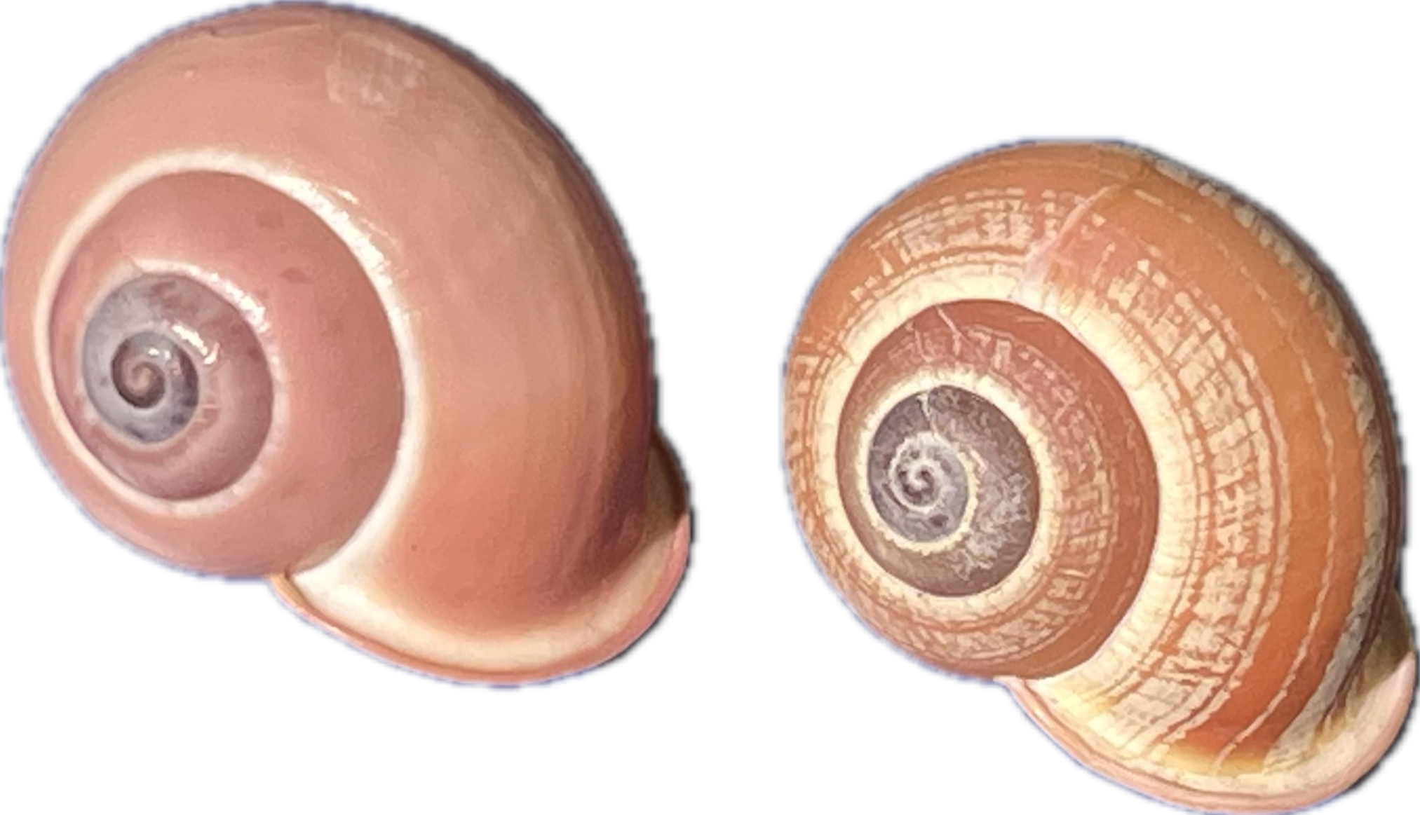 Braybaenidae Calocochlia festiva