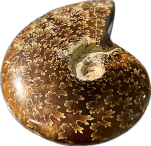 Amonit cleoniceras sp. Madagaskar