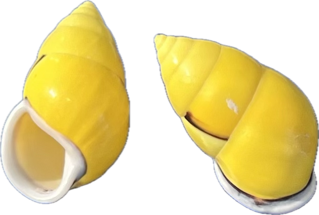 Camaenidae Amphidromus perversus butoti