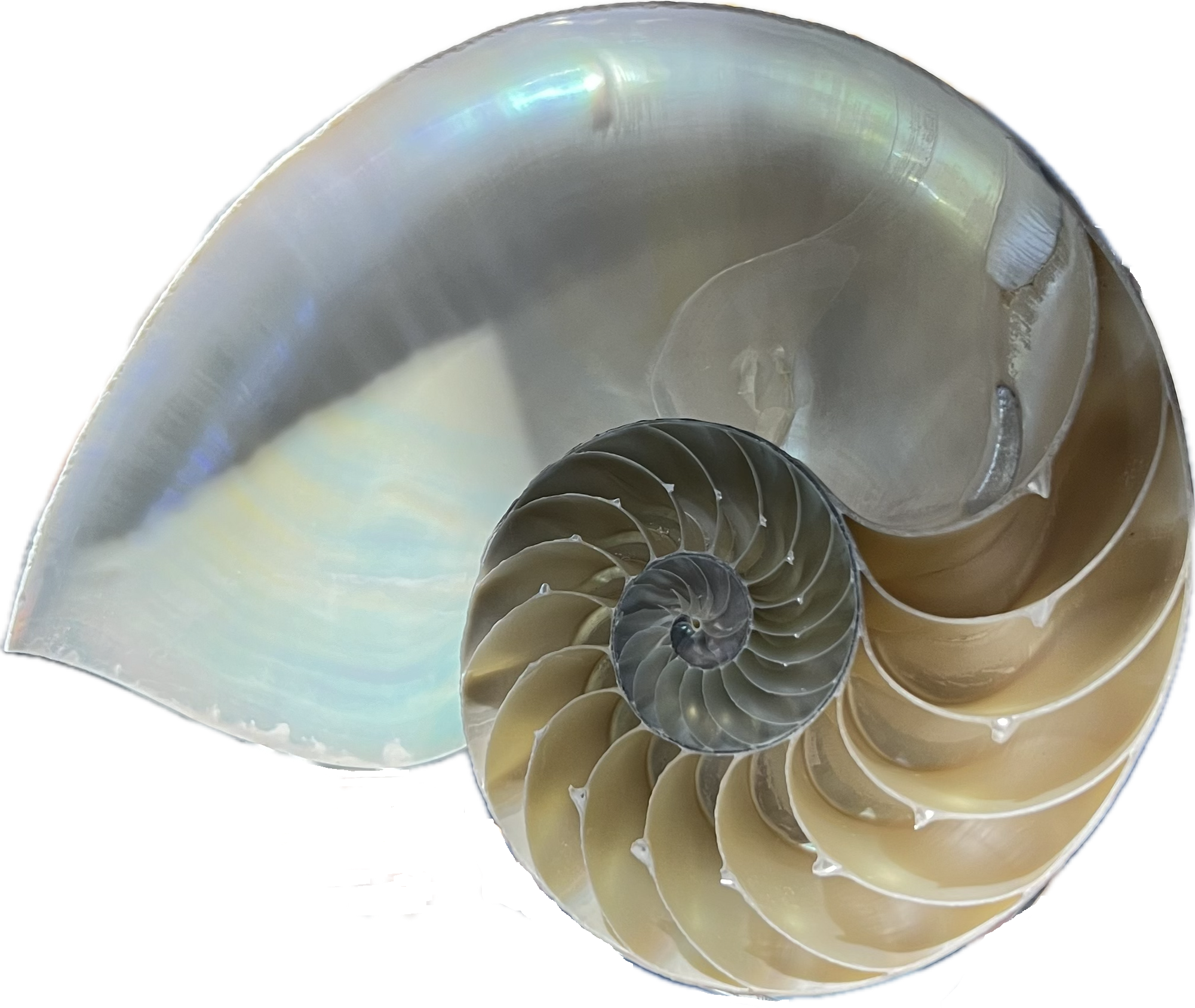 Nautilus pompilius