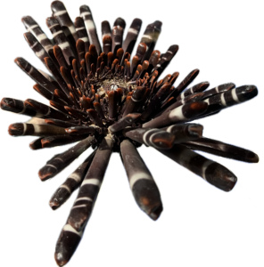 Echinoidea Hetereocentrotus mammillatus