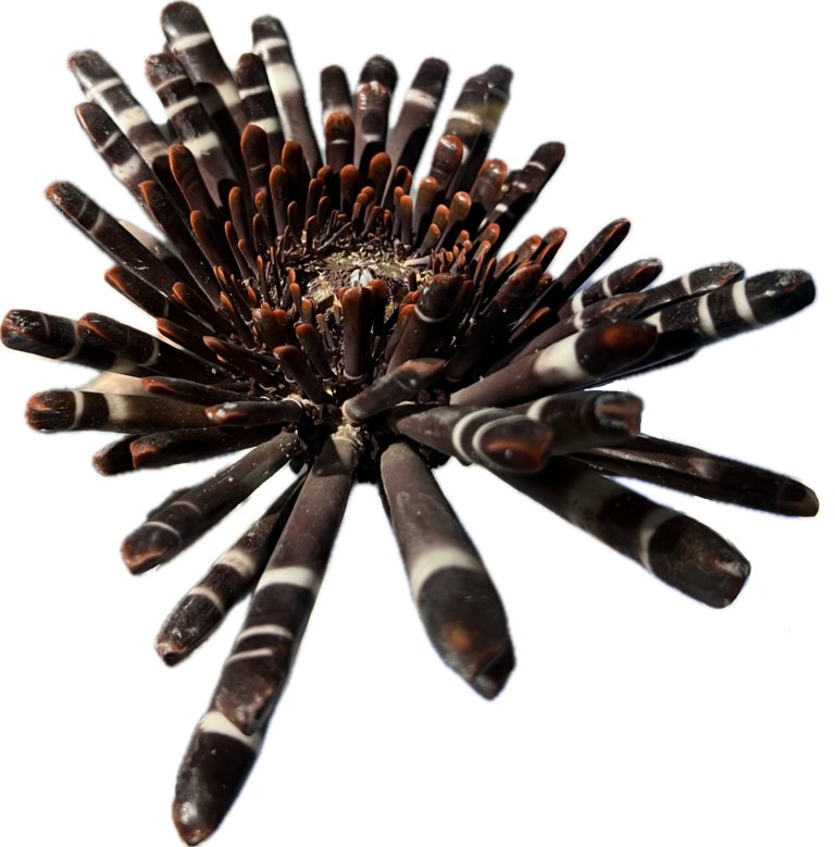 Echinoidea Hetereocentrotus mammillatus