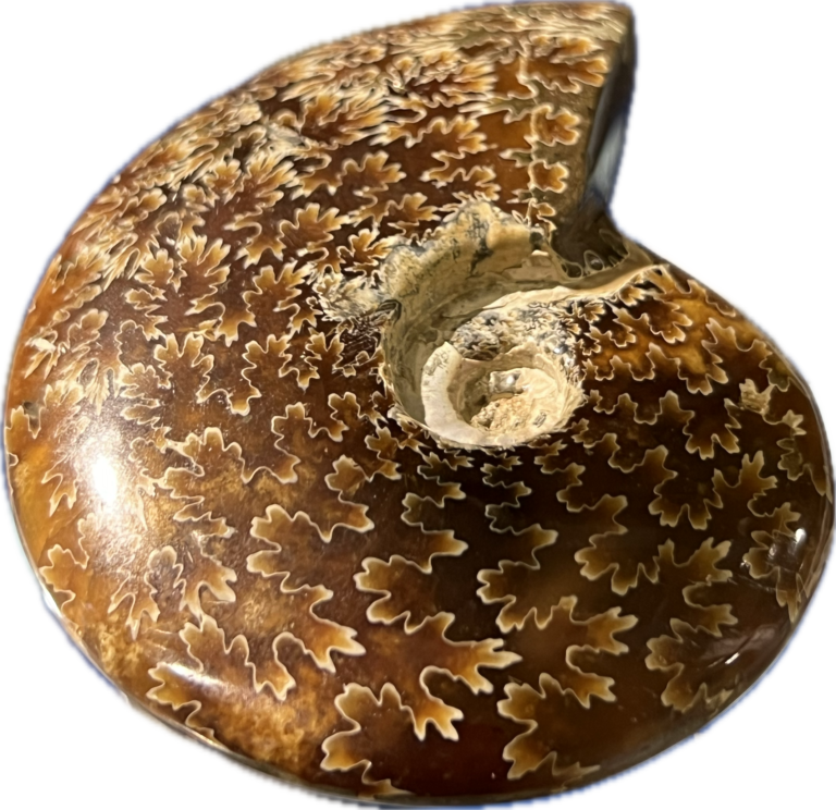 Amonit cleoniceras sp. Madagaskar