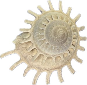 Xenophoridae Stellaria solaris