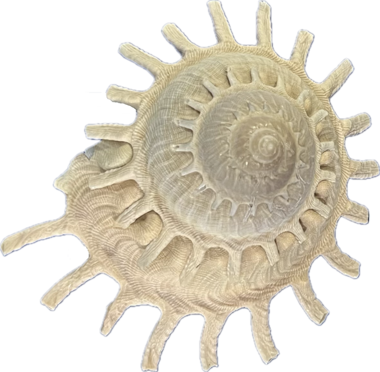 Xenophoridae Stellaria solaris