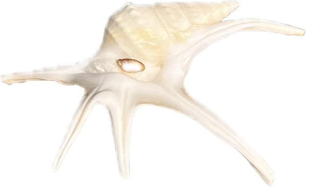 Aporrhaidae Aporrhais serresianus